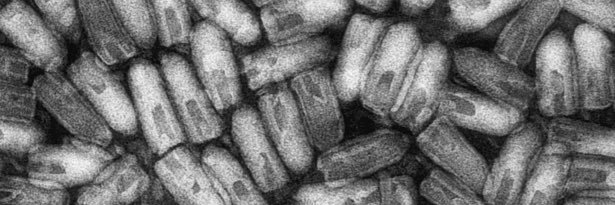 BoomyBoy's profile banner image