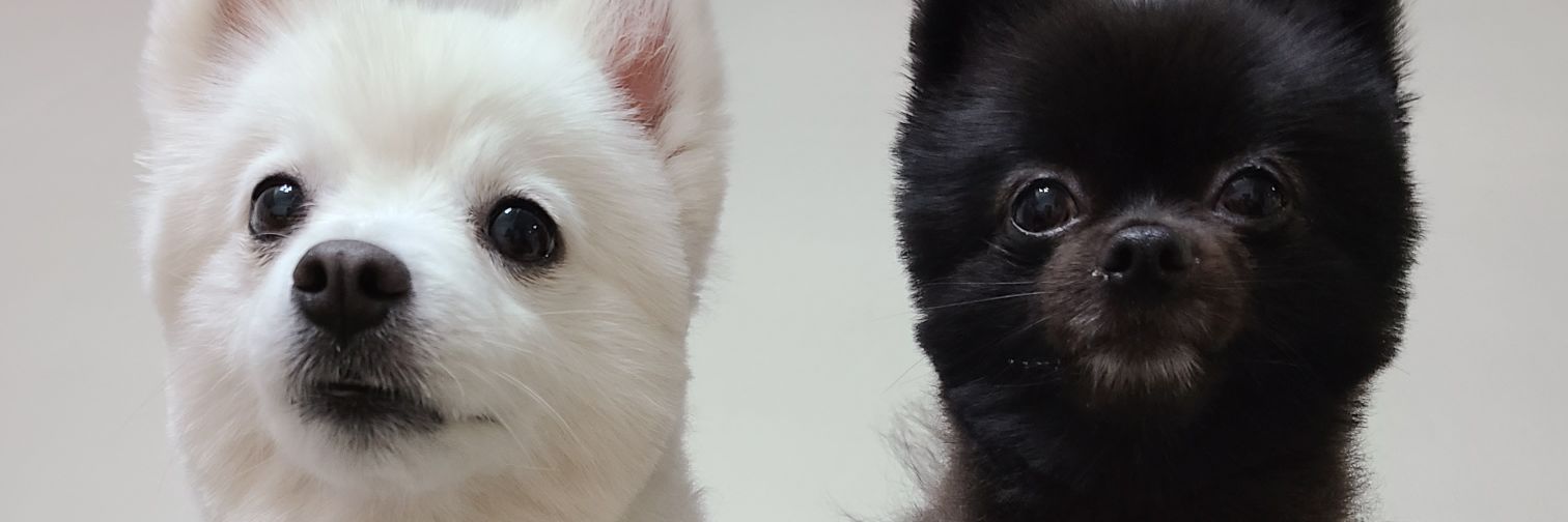 카페인그린 하찌로네 banner