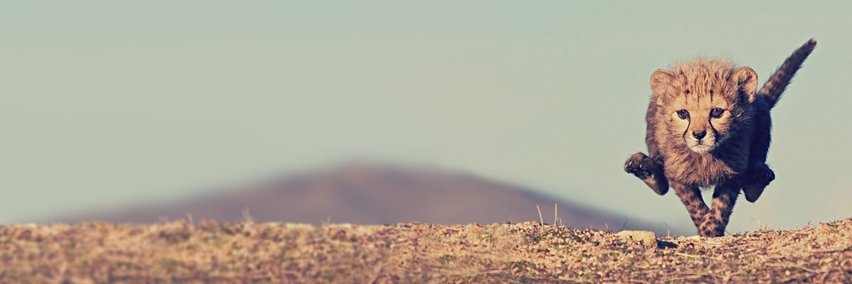 TomDror's profile banner image