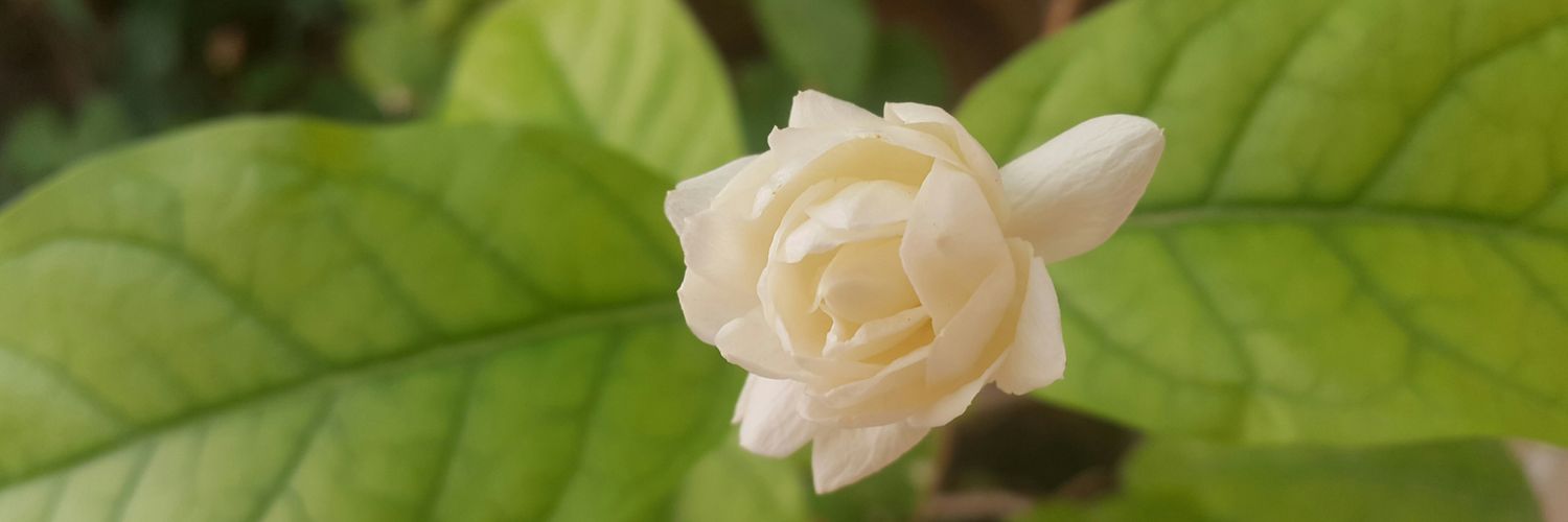alhasan56's profile banner image