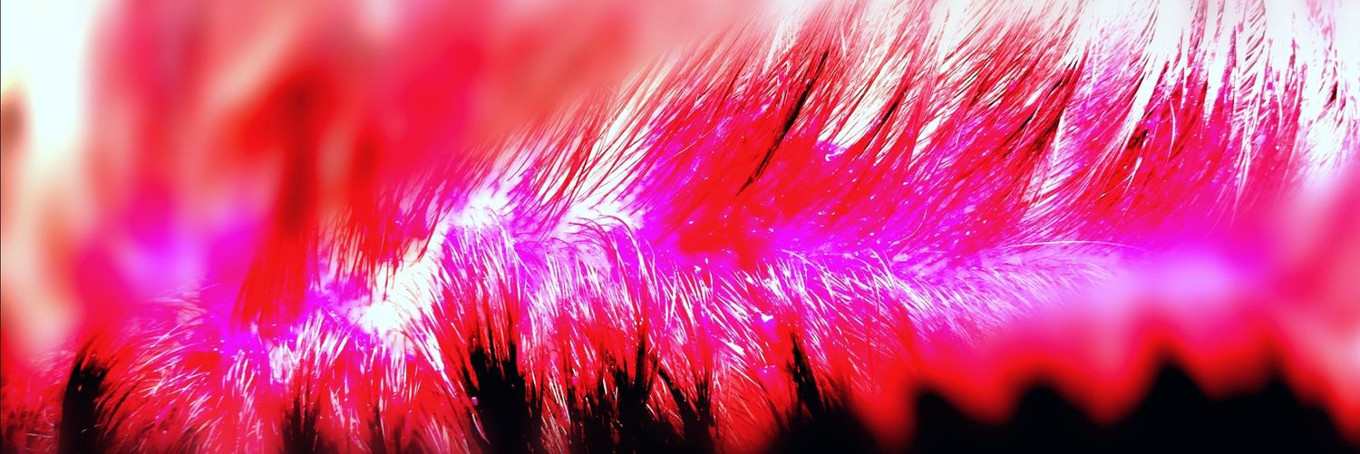 LucyRoseLuna's profile banner image