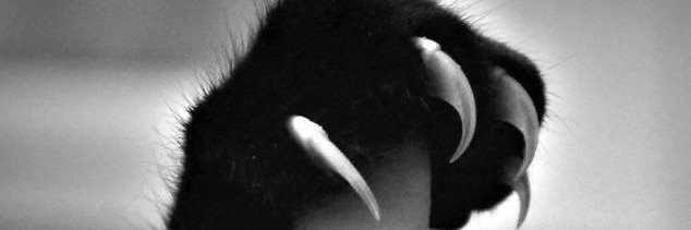 amp_iris's profile banner image