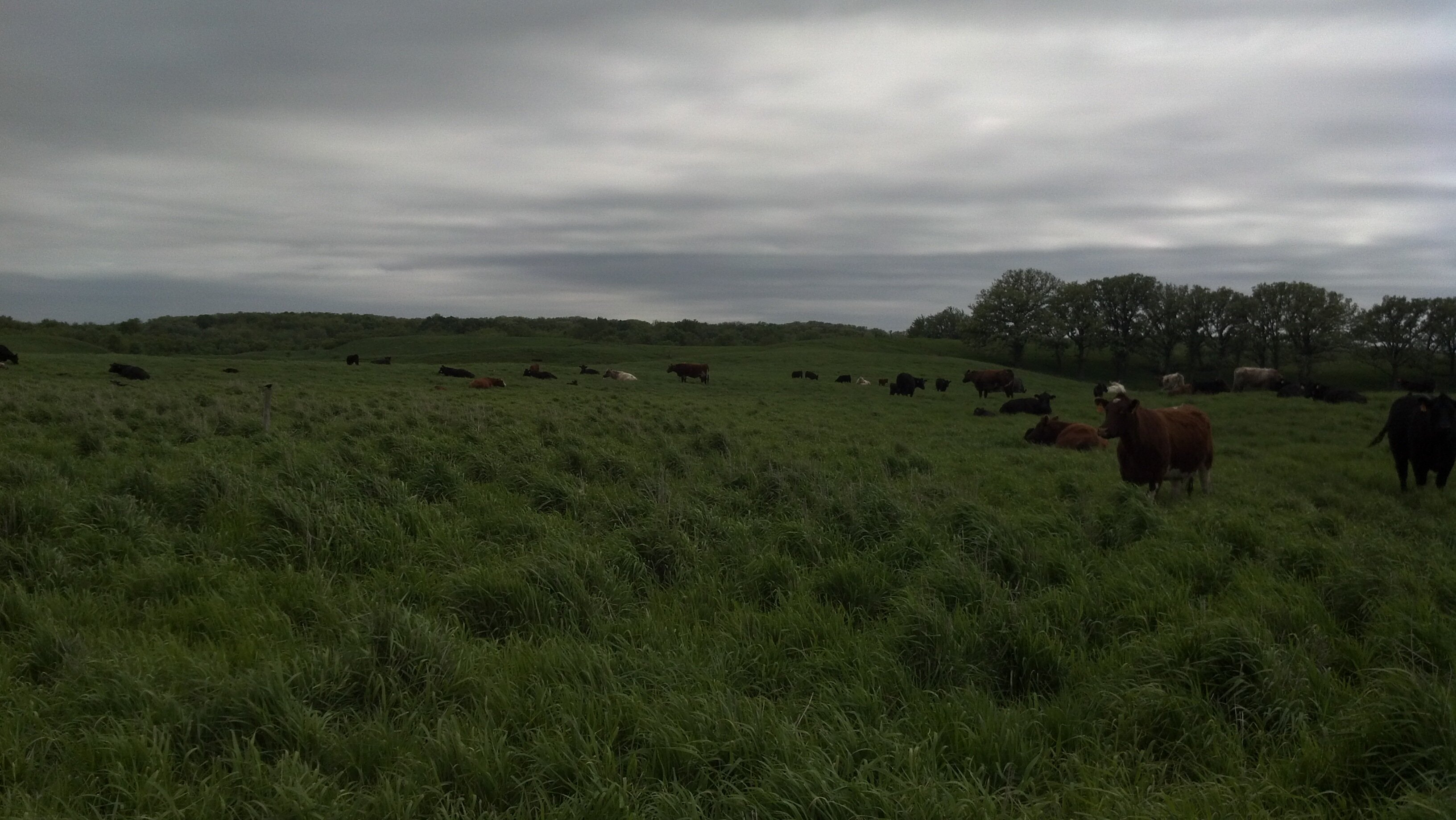newgard_cattle's profile banner image