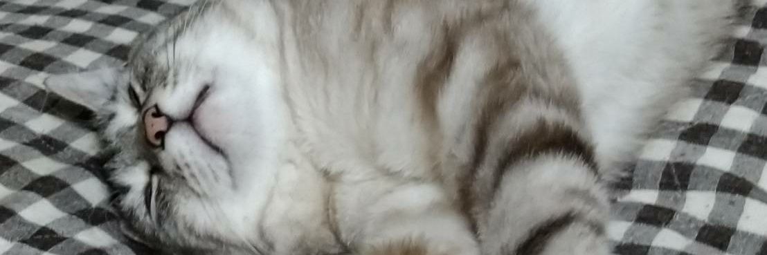 えっちピクチャいいねbot banner