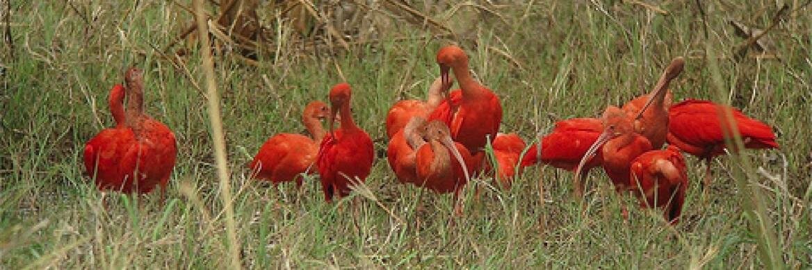 David Ascanio banner