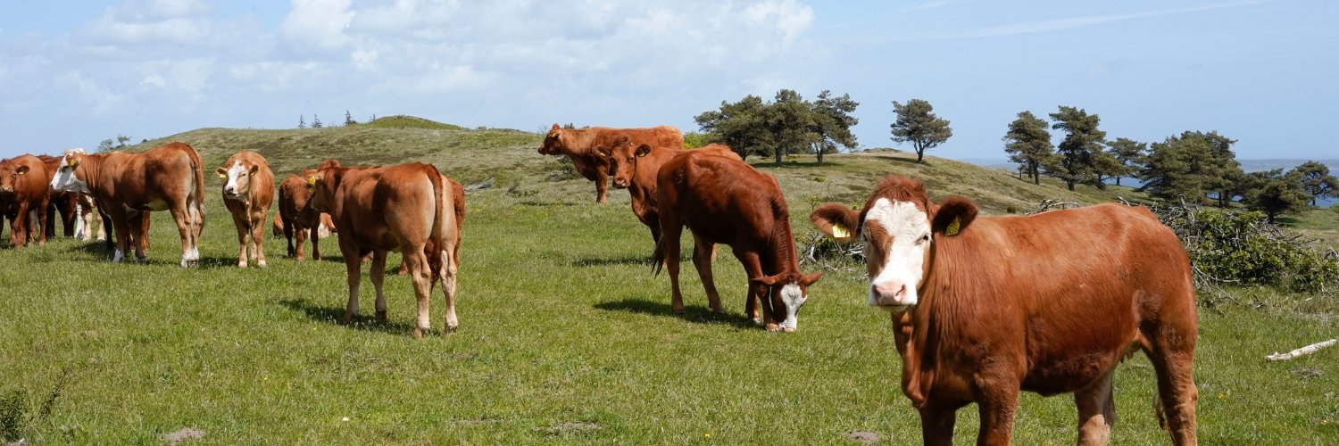 Ditte Erichsen banner