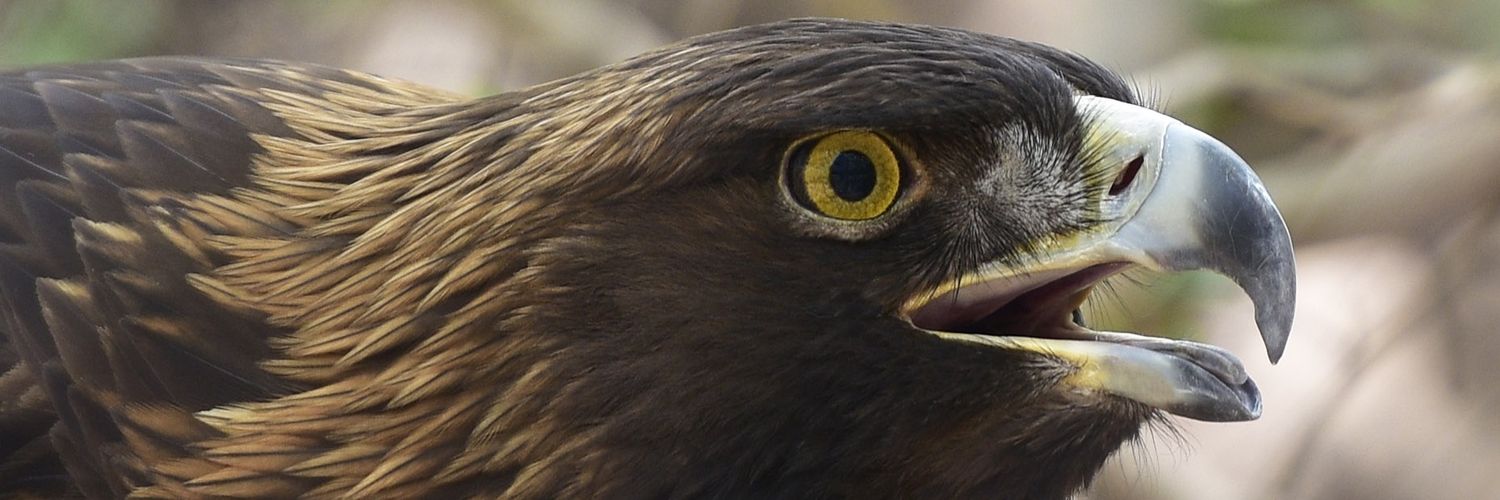 FVBirder 🇨🇦 🇺🇸 banner