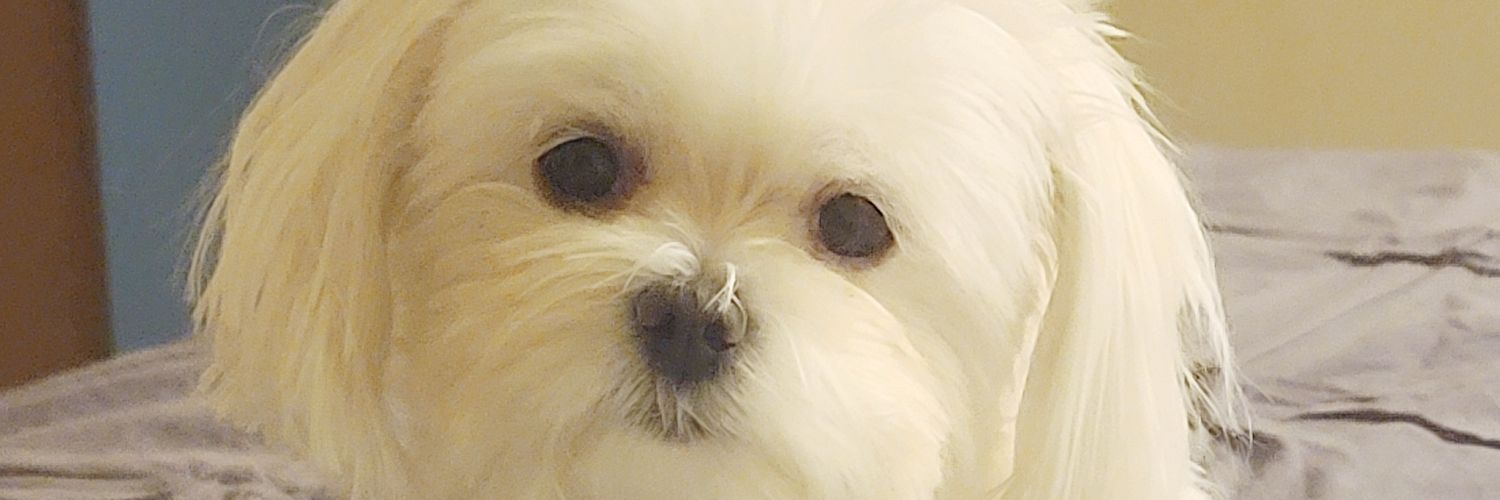 BabyBlueBulldog's profile banner image
