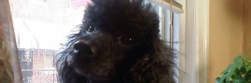 LuvBobbi's profile banner image