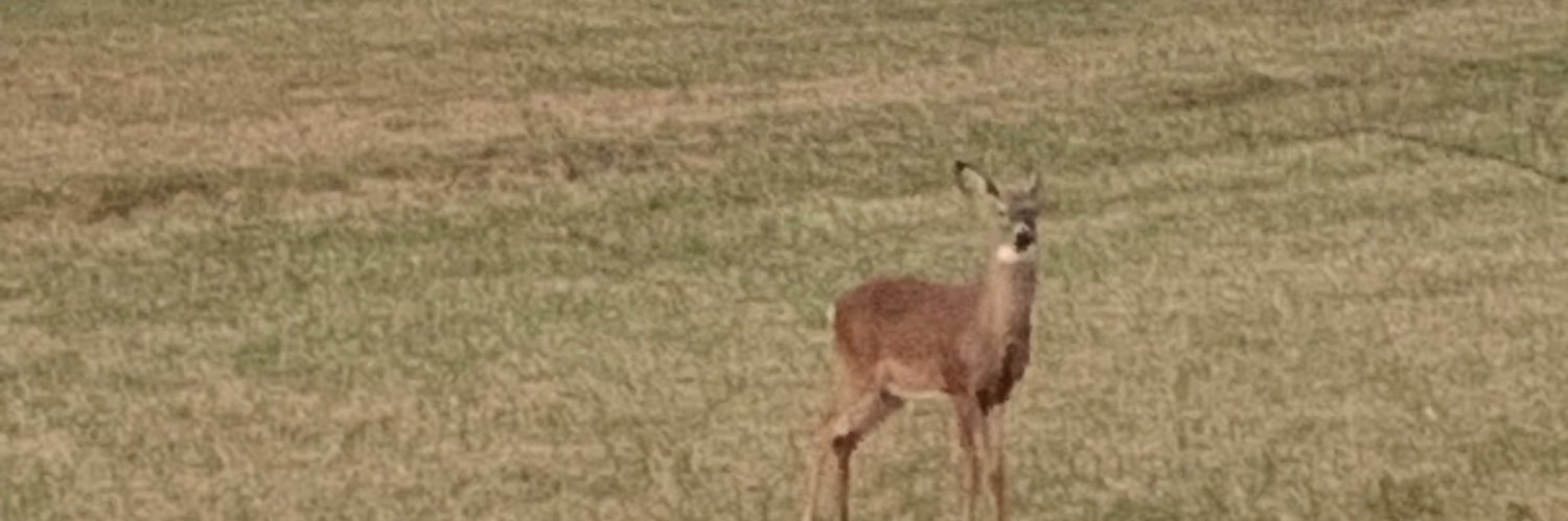 CarrolCushman's profile banner image