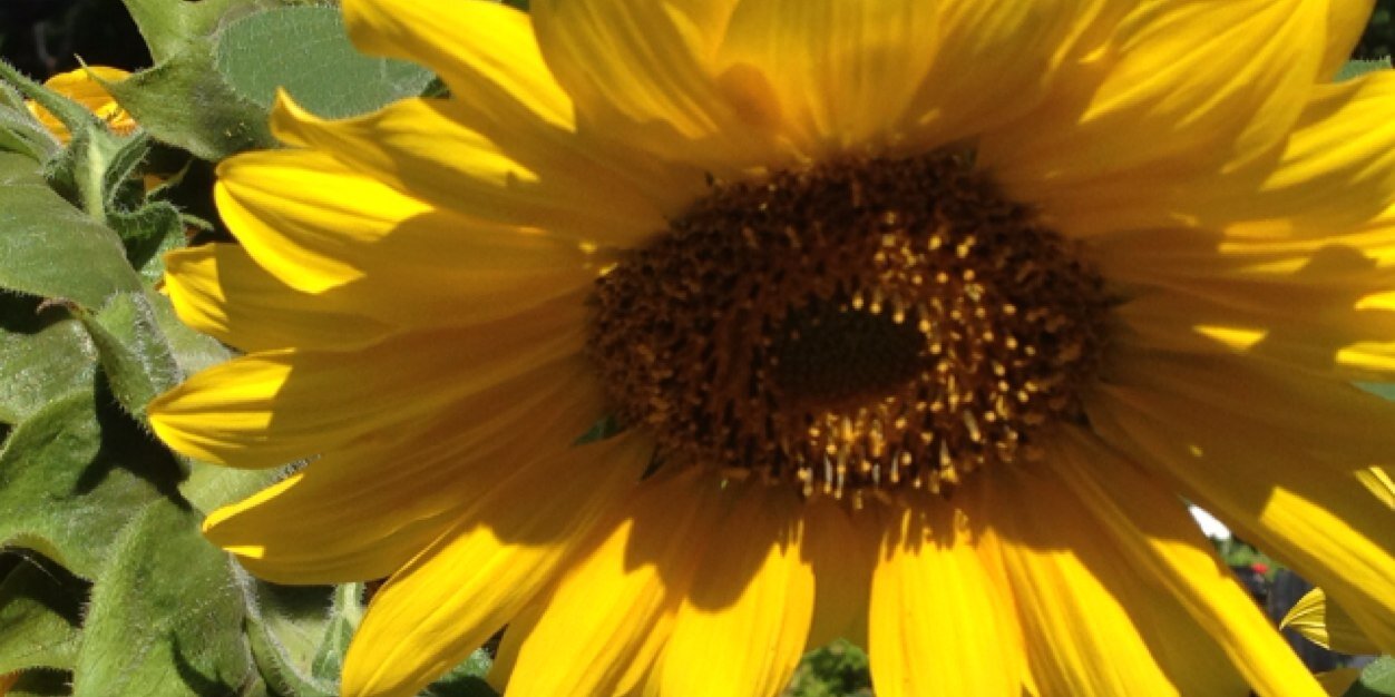 FullerMaureen's profile banner image