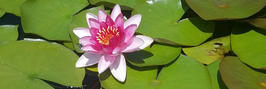 Kesha S. Valentine, Ph.D. banner