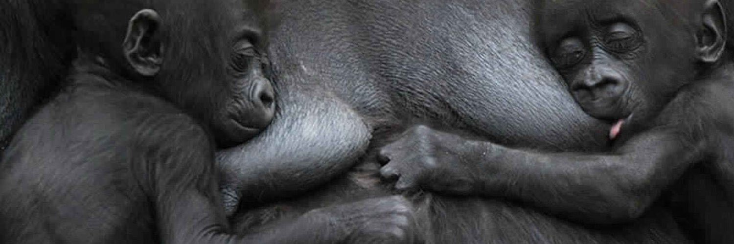 د. زجران banner