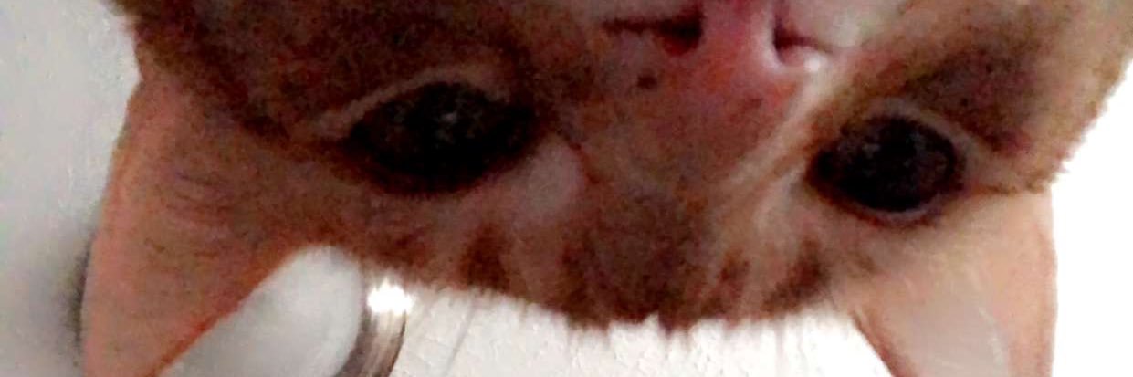 Katie Robertson banner