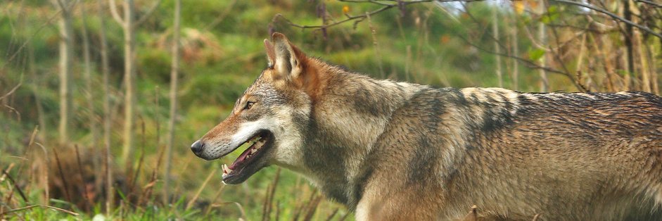 welkomwolf's profile banner image