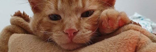 __AnahiSinS Profile Banner