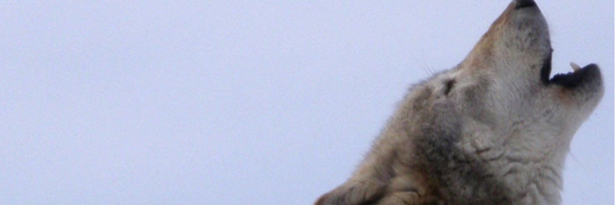 SAMUEL_3494's profile banner image