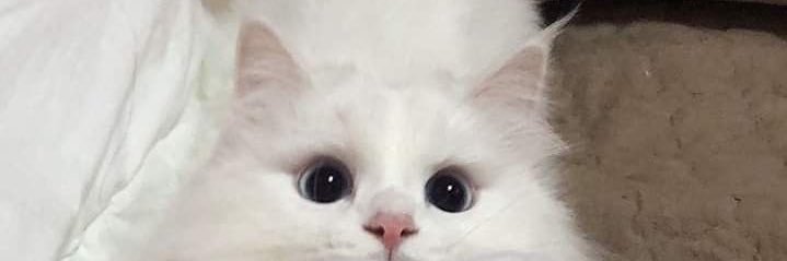 猫坊たん banner