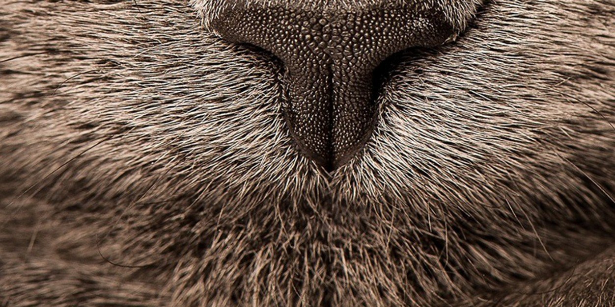 snopika's profile banner image