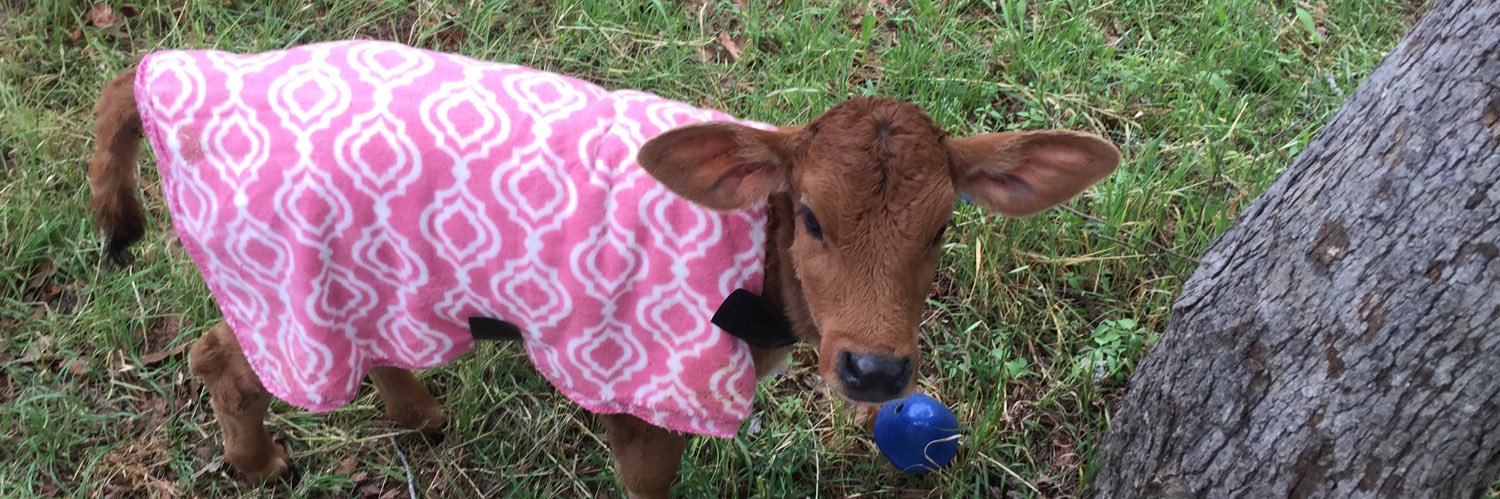 Edith The Adorable Calf banner