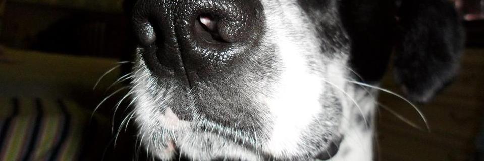 JFrancescaLandi's profile banner image