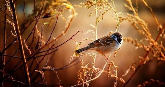 Vinay Kumar Pandey banner