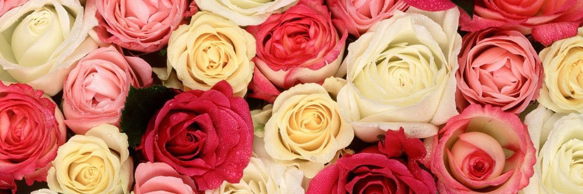 Kam_2702's profile banner image