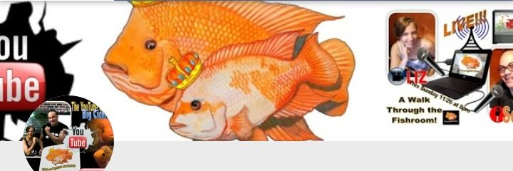 KCichlids's profile banner image
