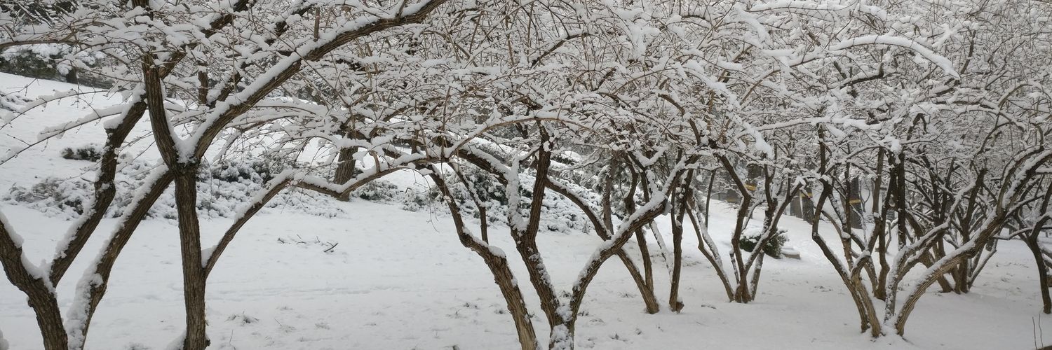 云雨道长风叶 banner