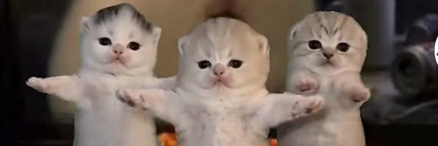 _shadany's profile banner image