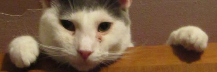 metrocatrescue's profile banner image