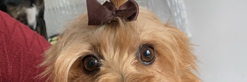 CecchinBruna's profile banner image