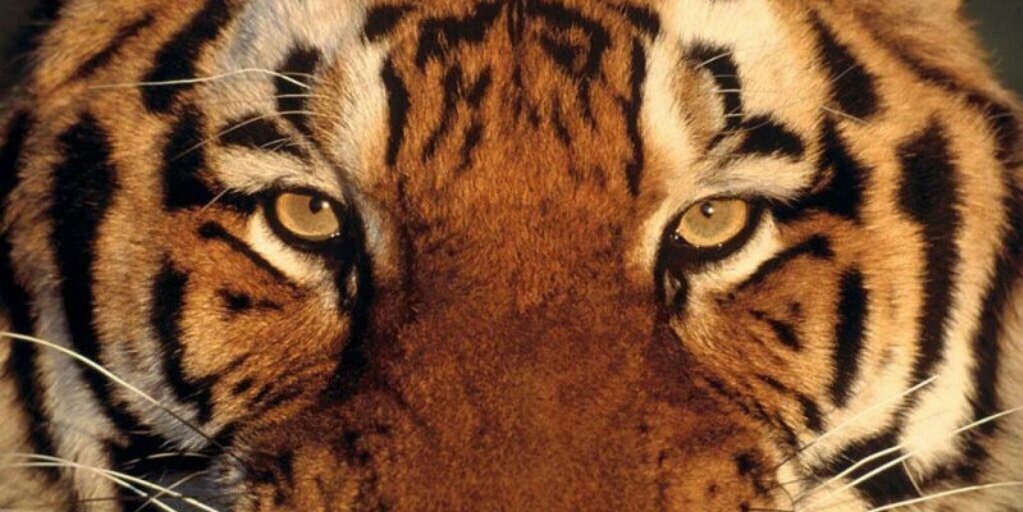 Caargonzalez's profile banner image