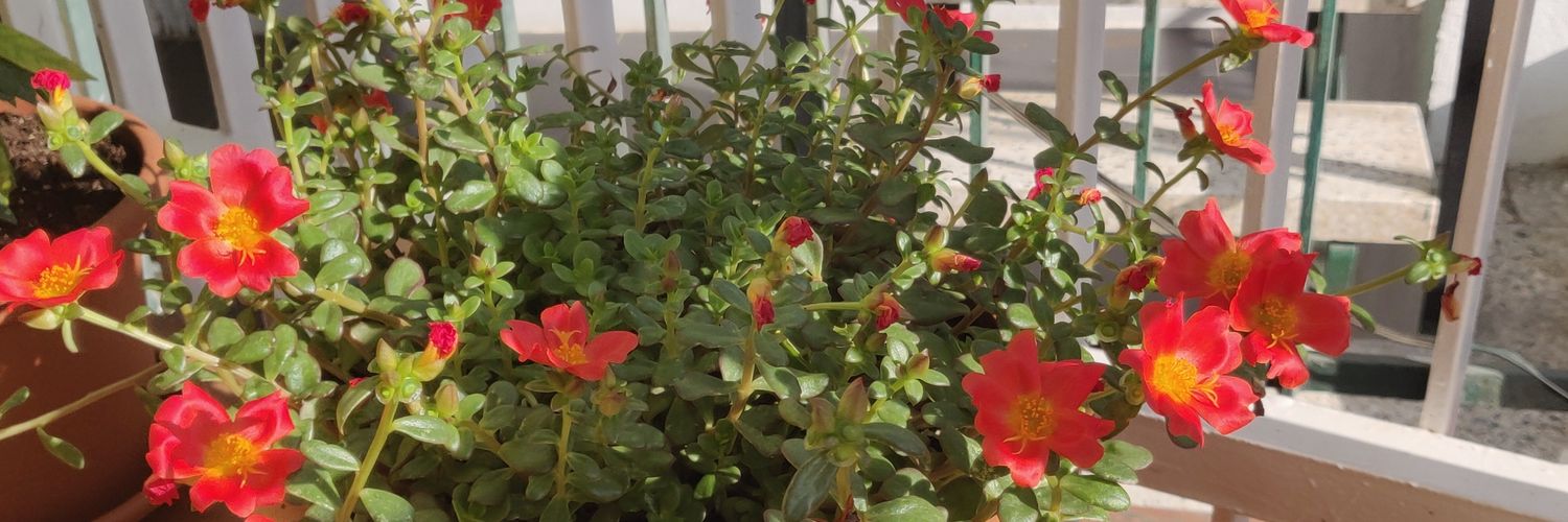 vemuji's profile banner image