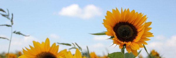 CarelBruring Profile Banner