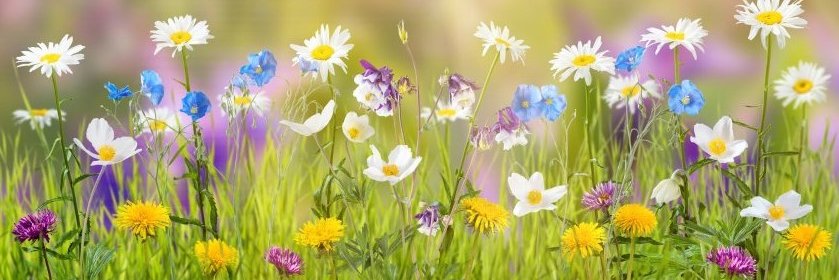 ColneyHeathPC banner