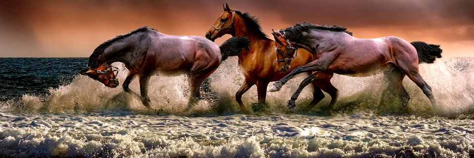 OnlyAnimalPic's profile banner image