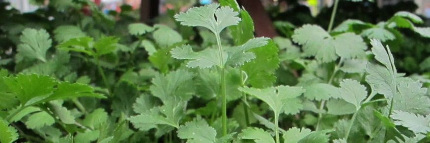 رباط پر آفات banner