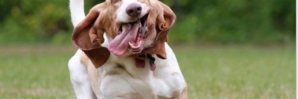 Aunty Maggs, Oscar 🌈 & Sprout 💔🌈🐾🐾 banner