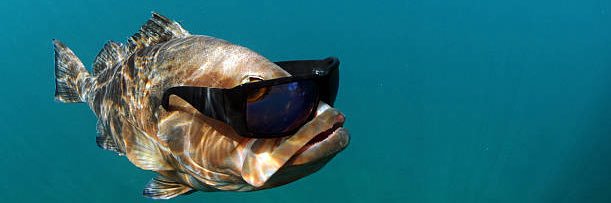 Mickey Doolittle banner