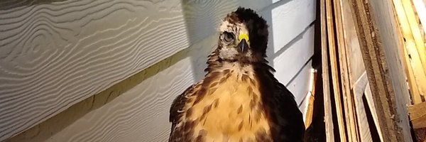 Mejgiey Profile Banner