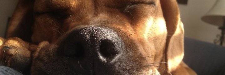 Laura Shickman banner