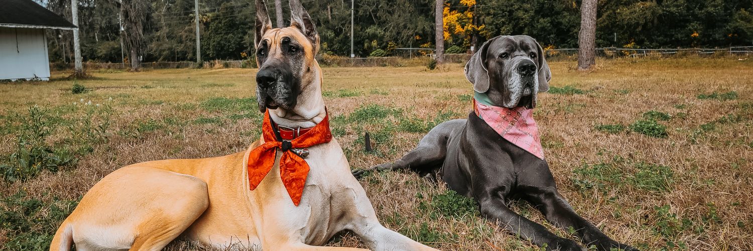 Dane Shenanigans - Great Danes banner