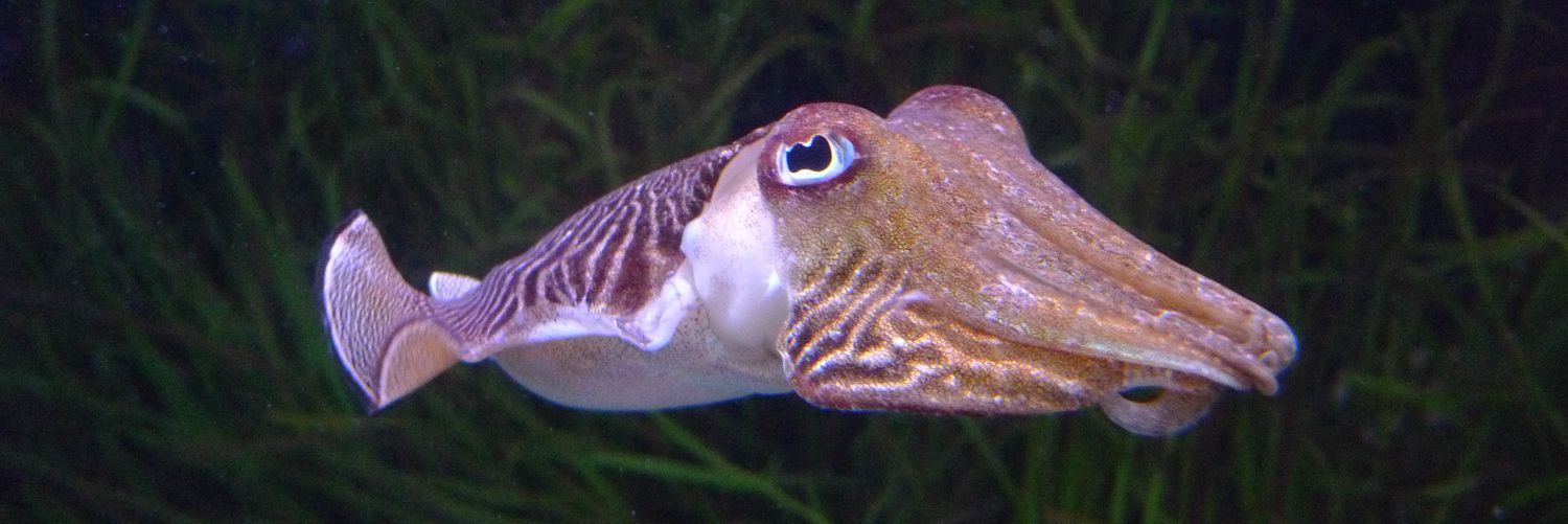 CuddleFish_'s profile banner image
