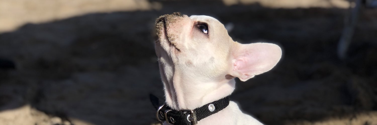 sofialuzbelen1's profile banner image