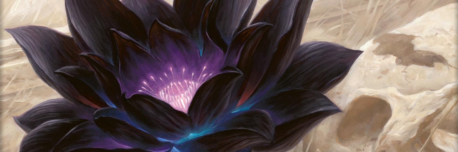 aredamkrik's profile banner image
