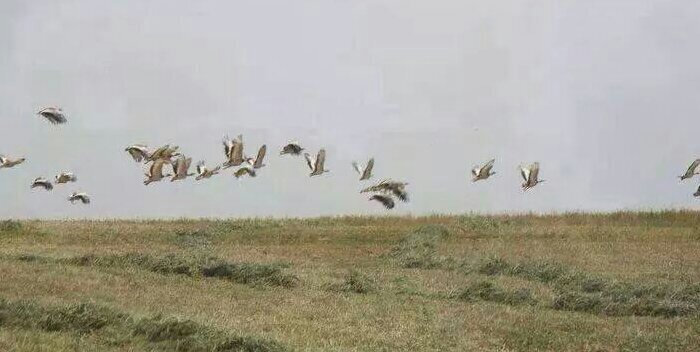 falconry10's profile banner image