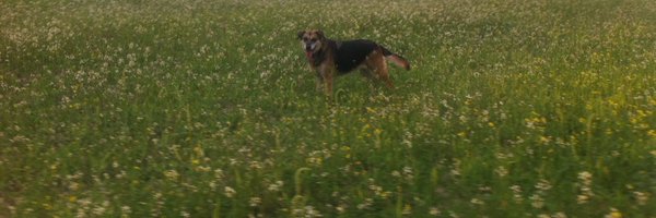 OlyFrey Profile Banner