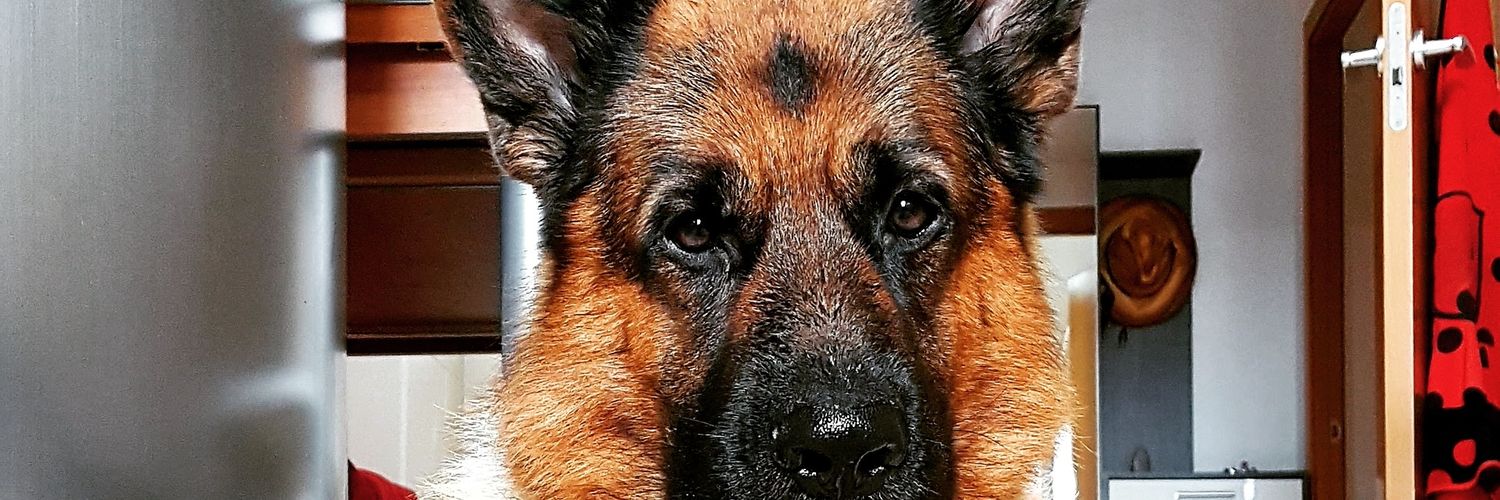 alexandra313's profile banner image