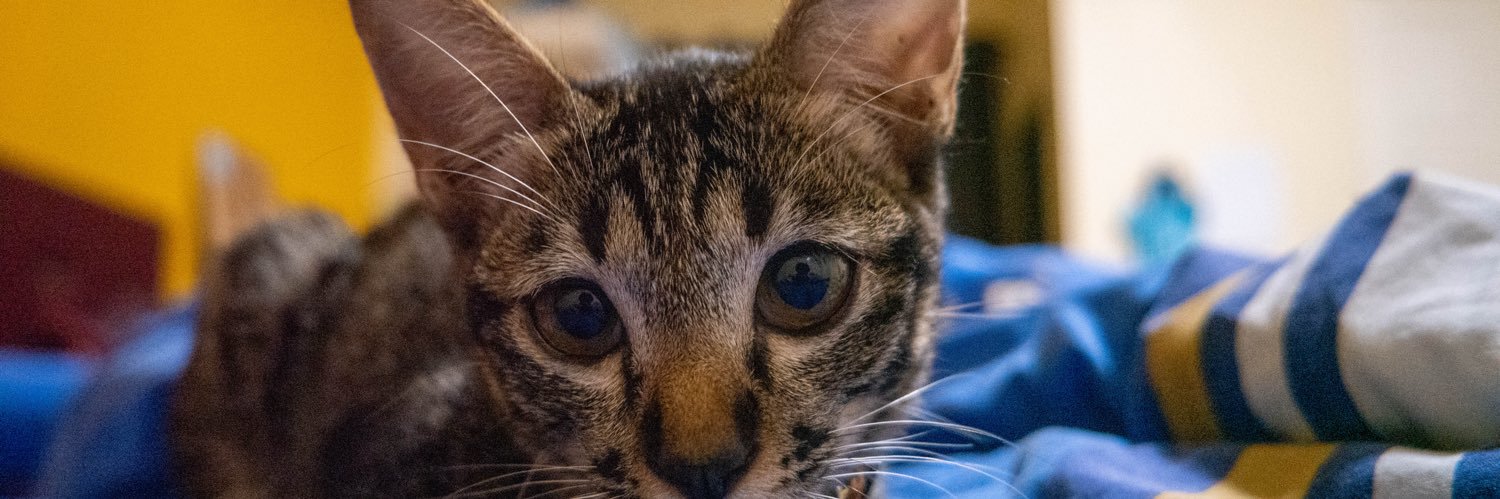 Jess4da's profile banner image